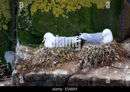 Kittiwakes sui loro nidi sui farne interna Northumberland REGNO UNITO Foto Stock
