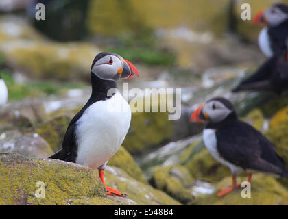 Puffin sul farne interna Northumberland REGNO UNITO Foto Stock