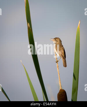 Il canto reed trillo (acrocephalus scirpaceus) su un gambo reedmace Foto Stock