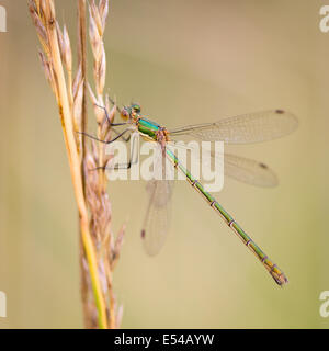 Femmina damselfly smeraldo (lestes sponsa) su un gambo di erba Foto Stock