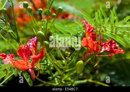 Brillante arancio rosso dei fiori e boccioli su una pianta ornamentale Flame Tree (Delonix regia) a livello locale vivaio in Fort Lauderdale, Florida. Foto Stock