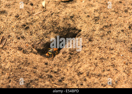 Beewolf, Philanthus triangulum, emergenti dalla sua tana Foto Stock