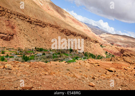 Kasbah anemiter, asif ounila,vicino ait bennhaddou,verde fertili valli fluviali, l'agricoltura,noce,alberi di pesco in fiore,Marocco Foto Stock