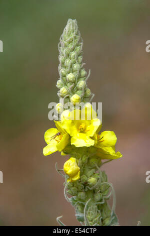 Denseflower Mullein, Molène densiflorum Foto Stock