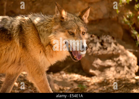 Un messicano Lupo (Canis lupus baileyi spp.), risiede all'Arizona-Sonora Desert Museum, Tucson, Arizona, Stati Uniti. Foto Stock