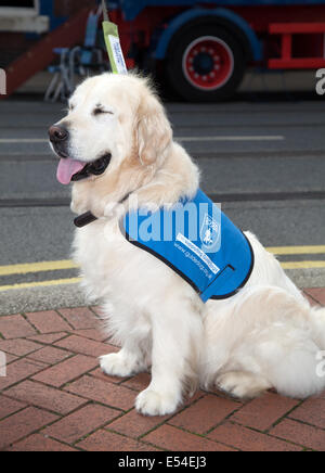 Fleetwood, Lancashire, 20 luglio 2014. Guida di assistenza del Labrador cane per il cieco. Storicamente il ritrovo d'oro attraversato con il Labrador ha prodotto il cane guida più riuscito di tutti. Foto Stock