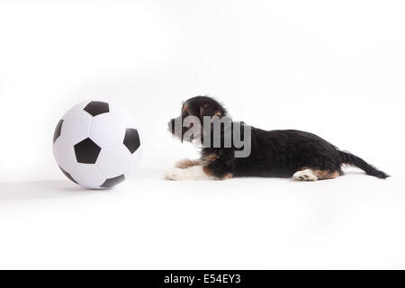 Puppy con il calcio di fronte a uno sfondo bianco Foto Stock