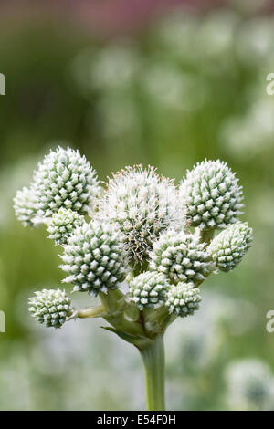 Eryngium yuccifolium fiori. Foto Stock