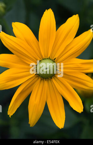 Rudbeckia hirta. Coneflower crescono in un confine erbacee. Foto Stock