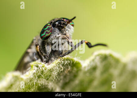 Ritratto di un cavallo-fly Foto Stock