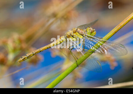Comune Femmina darter dragonfly, Sympetrum striolatum