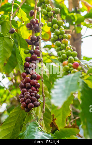 Una boccola di caffè con bacche di maturazione pronto per il raccolto Foto Stock