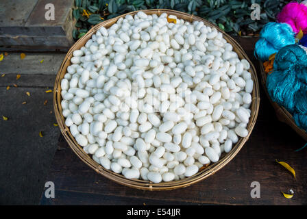 White bozzoli di seta in un cestello Foto Stock