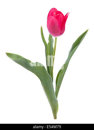 Pink tulip isolati su sfondo bianco Foto Stock