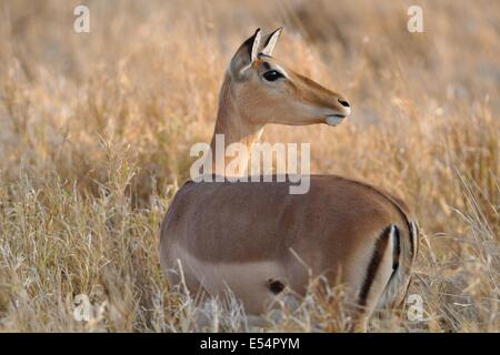Impala (Aepyceros melampus), femmina, in piedi in erba secca, Kruger National Park, Sud Africa e Africa Foto Stock