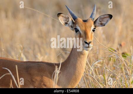Impala (Aepyceros melampus), maschio, in piedi in erba secca, Kruger National Park, Sud Africa e Africa Foto Stock