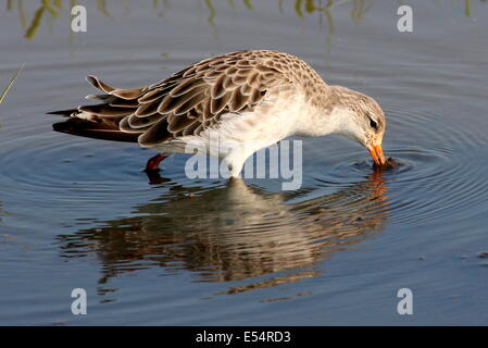 Rovistando maschio adulto Ruff ( Philomachus pugnax) Foto Stock