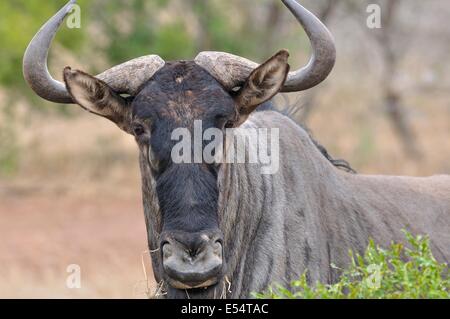 Blue GNU (Connochaetes taurinus), mangiare erba, Kruger National Park, Sud Africa e Africa Foto Stock