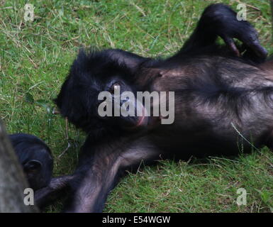 Bonobo o (ex) scimpanzé pigmeo (Pan paniscus) in un ambiente naturale Foto Stock