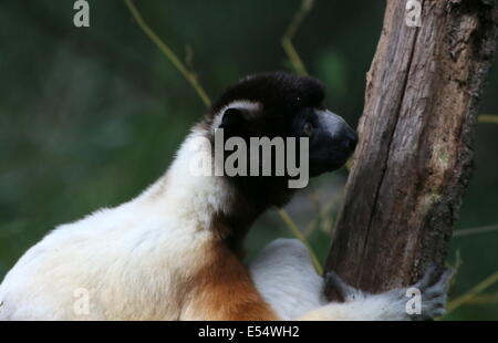 Madagascar incoronato sifaka ( Propithecus coronatus) Foto Stock