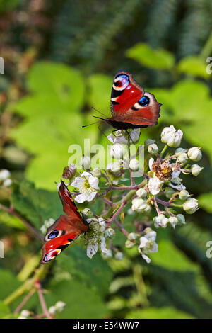 Molti sono ribaltamento la farfalla pavone (Aglais io) per grandi cose durante questo anno di Grande Farfalla conteggio. I suoi numeri è saltato la scorsa estate con il risultato che è stato il terzo più comuni di butterfly nell ultimo anno di conteggio. Che cosa è più, molte persone hanno commentato l'abbondanza di Pavone bruchi su nettle letti attraverso il Regno Unito nelle ultime settimane e questi sono ora emergendo come spettacolare Peacock farfalle, appena in tempo per la Conservazione delle Farfalle di Grande Farfalla conteggio. Foto Stock