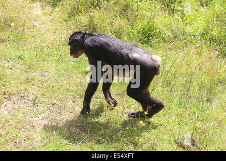 Femmina matura Bonobo o (ex) scimpanzé pigmeo (Pan paniscus) passeggiate in un ambiente naturale Foto Stock