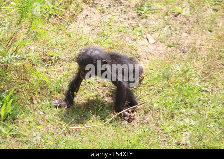 Baby youngster Bonobo scimpanzé (Pan paniscus) esplorare in un ambiente naturale Foto Stock