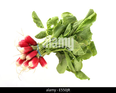 Close up di un mazzetto di appena raccolto il ravanello su uno sfondo bianco. Foto Stock