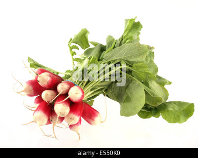 Close up di un mazzetto di appena raccolto il ravanello su uno sfondo bianco. Foto Stock