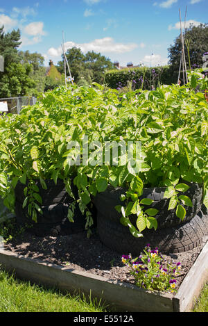 Solanum tuberosum. La coltivazione di patate nella vecchia auto pneumatici in un orto letto sollevata Foto Stock