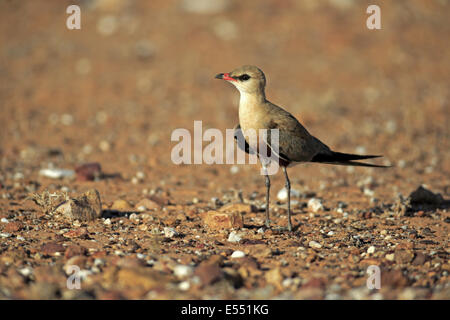 Australian Pratincole (Stiltia isabella) adulto, standng in dry outback Sturt N.P., Nuovo Galles del Sud, Australia, Ottobre Foto Stock