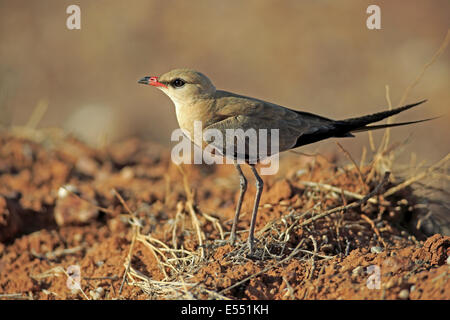 Australian Pratincole (Stiltia isabella) adulto, standng in dry outback Sturt N.P., Nuovo Galles del Sud, Australia, Ottobre Foto Stock