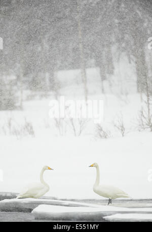 Whooper Swan (Cygnus cygnus) Coppia adulta, in piedi nel fiume icebound durante la nevicata, Finlandia settentrionale, Marzo Foto Stock