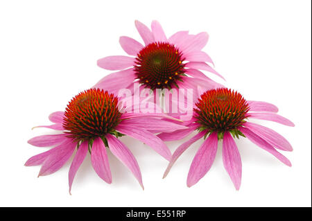 Tre campi di girasoli isolato su bianco Foto Stock