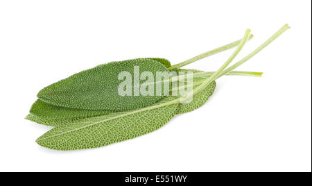 Foglie di salvia isolato su bianco Foto Stock