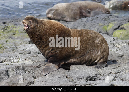 Northern pelliccia sigillo (Callorhinus ursinus) maschio adulto, chiamando sulle rocce, Isola di San Paolo, le isole Pribilof, Alaska, U.S.A., Giugno Foto Stock