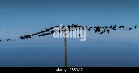 Un misto di gregge di Jackdaws Rooks e sui fili a Gortconney Co Antrim Irlanda del Nord Foto Stock