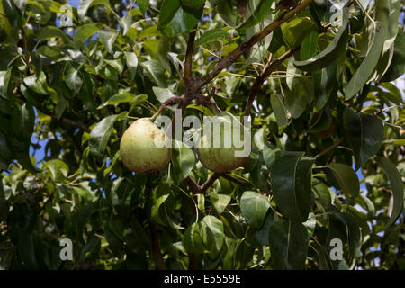 Semi-dwarf d'Anjou Pear Tree, d'Anjou pear, pera, pere, Pear Tree, pera orchard, Pyrus communis, Novato, Marin County, California Foto Stock