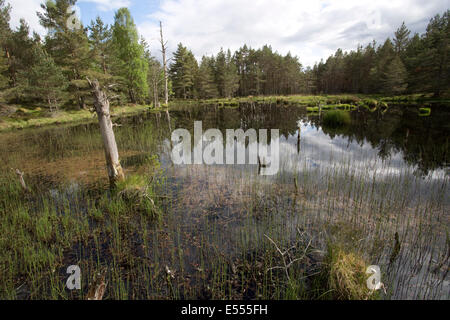 Zona umida della palude habitat Abernethy Riserva Naturale Nazionale Loch Garten Speyside Scozia Scotland Foto Stock