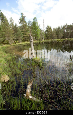 Zona umida della palude habitat Abernethy Riserva Naturale Nazionale Loch Garten Speyside Scozia Scotland Foto Stock