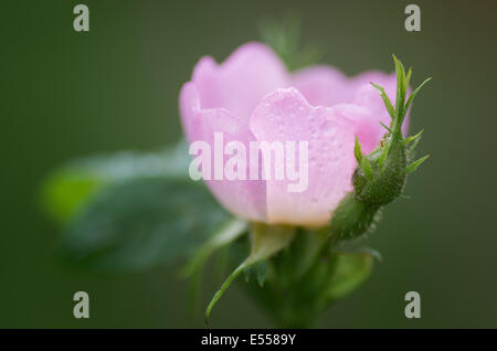 Chiudere su di una rosa colore rosa canina sotto la pioggia Foto Stock