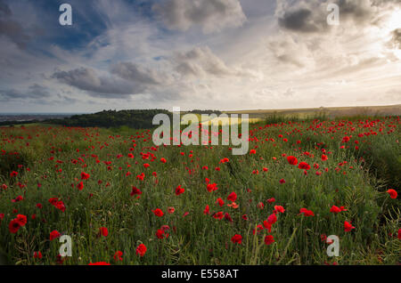 Campo di papavero nel tardo pomeriggio la luce. Foto Stock