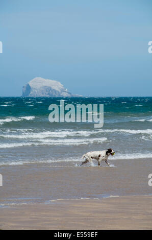 Una springer spaniel cane gioca nel surf su un giorno d'estate, con il Bass Rock in distanza. Foto Stock