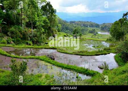 Terrazze di riso, Rantepao, Toraja highlands, Tana Toraja, Sulawesi, Indonesia Foto Stock