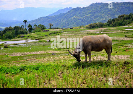 Terrazze di riso, Rantepao, Toraja highlands, Tana Toraja, Sulawesi, Indonesia Foto Stock