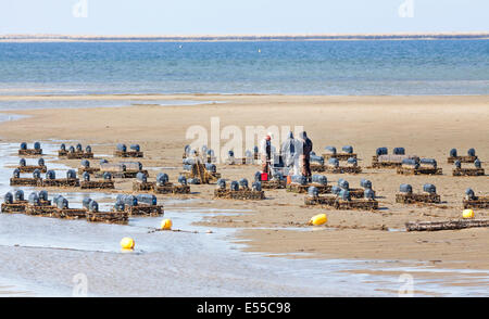 Oyster di lavoro dei pescatori e la crescente ostriche sulla loro oyster farm raccogliere il guscio pesce da ceste. Foto Stock