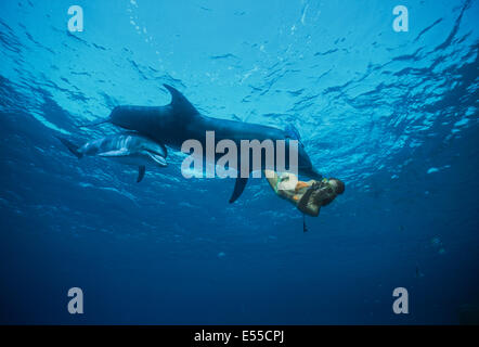 Dolphin trainer interagisce con i capretti tursiope (Tursiops truncatus). Dolphin Reef, Eilat, Israele, Mar Rosso Foto Stock