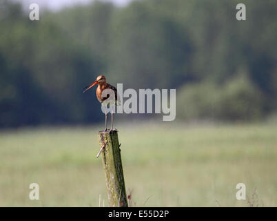 Nero tailed godwit sul post al sito di riproduzione in una palude in Polonia Foto Stock