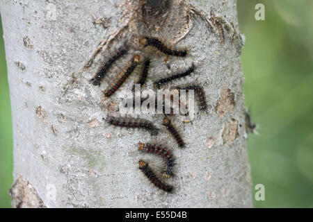 Gypsy Moth bruchi su albero del bolo in Polonia Foto Stock