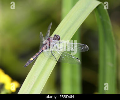 Giallo macchiato o grandi whiteface dragonfly appollaiato sul fogliame a bordo della palude in Polonia Foto Stock